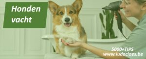 Hondenvacht met leuke weetjes TIPS en advies 5000 TIPS