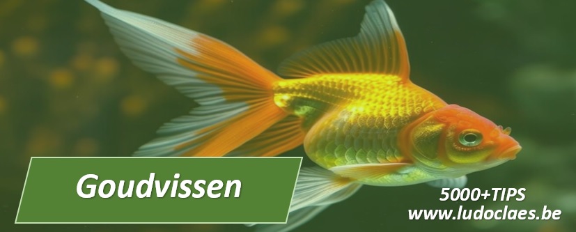 Goudvissen vijver aquarium met leuke weetjes TIPS en advies 5000 TIPS